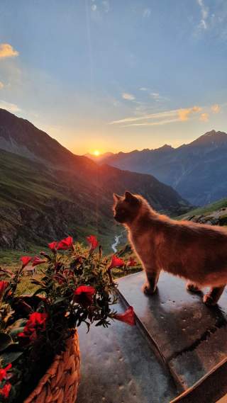 Eine Hauskatze auf einer Berghütte im Sonnenuntergang.