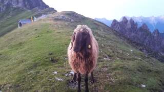 Ein Schaf steht auf einem Bergkamm, im Hintergrund lugt eine Alpenvereinshütte hervor.