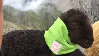 Ein braunes Lamm hat einen grünen Schal aus Merinowolle um den Hals.