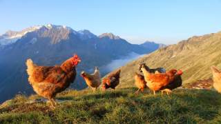 Hühner auf einer sonnenbeschienenen Hochgebirgs-Wiese