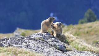 Zwei junge Murmeltiere kabbeln sich auf einem Fels in einer Gebirgswiese.