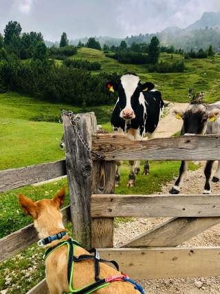 Hund und Kuh sehen sich durch Holzzaun an