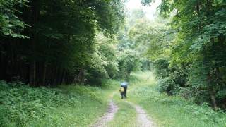 Wanderung im Regen von Montemaggiore nach Prossenicco entlang dichten Wäldern.