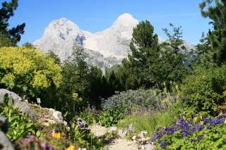 Alpengarten mit Blick Richtung Hochblassen und Alpspitze