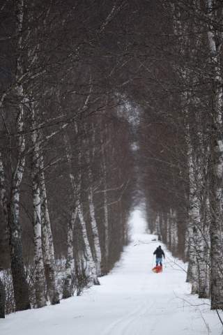 Birkenallee mit Skiläufer