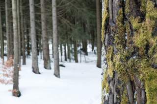 Mit Moos bewachsener Baum
