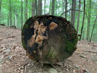 Der Pilz 