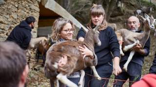 Mehrere Personen tragen Ziegen in einem ländlichen Umfeld mit steinernen Gebäuden und Bäumen.