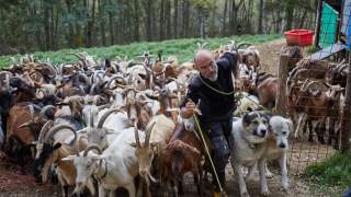 Ein Mann treibt mit zwei Hunden eine große Herde Ziegen auf einem Waldweg zusammen. Im Hintergrund sind Bäume und eine Weide zu sehen.