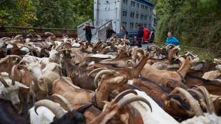 Viele Ziegen auf einer Straße, begleitet von mehreren Menschen neben einem großen LKW in ländlicher, bewaldeter Umgebung.