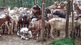 Eine Frau ist über eine Ziege gebeugt hinter einem Zaun, umgeben von einer großen Gruppe Ziegen und zwei Hunden, die sich im eingezäunten Bereich aufhalten. Im Hintergrund sind Bäume zu sehen.