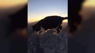 Eine schwarz-weiße Hauskatze inspiziert neugierig einen Felsen.