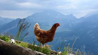 Ein braunes Huhn inspiziert eine kleine Pflanzung in einem langen, hölzernen Pflanztrog.