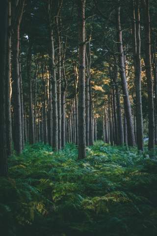 Wald mit farnbedecktem Boden