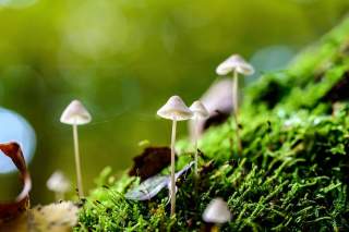 Kleine Pilze auf Waldboden