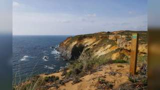 Gelbe und rosa Blüten wachsen in einer grünen, buschigen Landschaft unter klarem Himmel. Im Hintergrund sind weitere Pflanzen und ein verschwommener Hügel zu sehen.