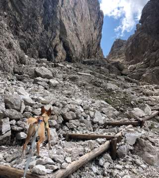Hund läuft steinigen Steig hinauf