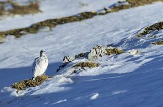 Alpenschneehuhn im Schnee Alpenschneehuhn im Schnee