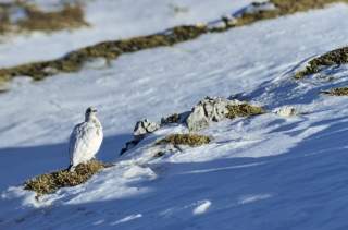 Alpenschneehuhn im Schnee