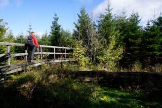 Mensch läuft auf Holzpfad durch Waldgebiet
