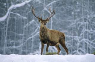 Hirsch in Winterlandschaft