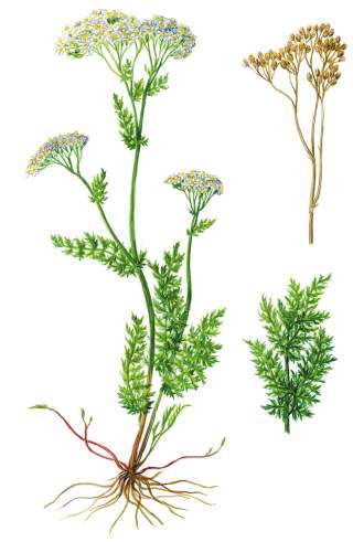 Schafgarbe