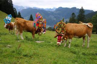 Drei Kühe auf einer grünen Almwiese tragen bunte, festliche Kopfschmuckverzierungen vor einer Bergkulisse mit Nadelbäumen.