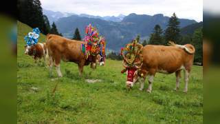 Illustration Türkenbundlilie