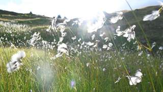 Wollgras in den Bergen gegen die Sonne fotografiert