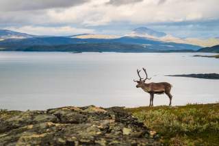 Ren im Padjelanta-Nationalpark bei Stáloluokta. Foto: Hauke Bendt