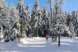 Loipe im verschneiten Wald