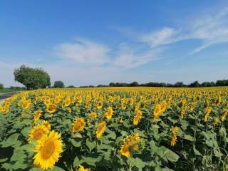 Sonnenblumenfeld