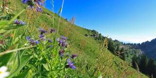 Blumenwiese auf dem Weg zum Staufner Haus.