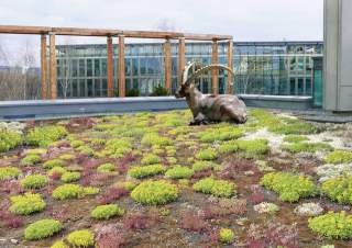 Erst eine Wildtierkamera brachte Klarheit: Ein Steinbock hat es sich auf der Bundesgeschäftsstelle gemütlich gemacht. Foto: DAV