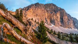 Alpenrosen und Zirben unter der mächtigen Nordwand der Praxmarerkarspitze
