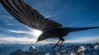 Alpendohle über dem Gipfel der Rofanspitze