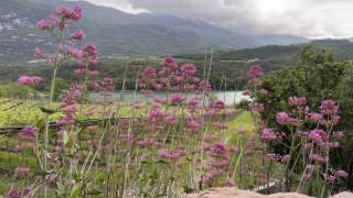 Pinke Blumen vor türkisem See und bewaldeten Bergen