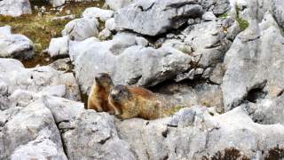 Murmeltiere auf Steinen im Gebirge.