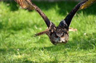 Ein Uhu mit weit aufgespannten Flügeln fliegt knapp über einer Wiese, direkt auf die Kamera zu.