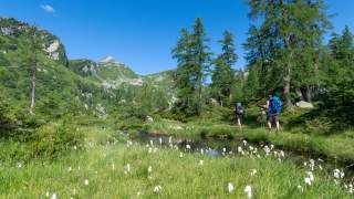 Zwei Wanderer wandern entlang eines Flusses; im Vordergrund blühendes Wollgras.