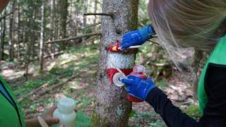 Zwei Frauen erneuern im Wald Wegemarkierungen an Bäumen mit roter und weißer Farbe.