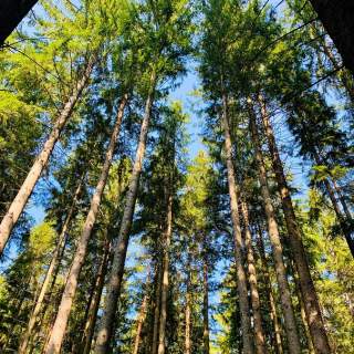 Wald