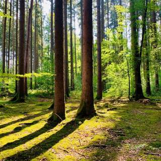 Wald Wald