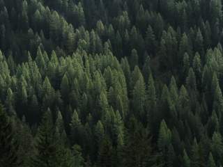 Öfter mal raus in den Wald - das tut dem Körper und dem Geist gut. 
