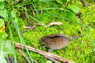 Auf einem saftig-grünen Moospolster sitzt eine kleine braune Maus mit schwarzem Strich auf dem Rücken.
