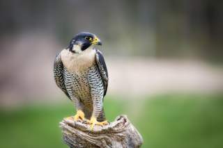 Wanderfalke. Foto: AdobeStock