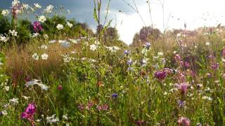 Bunte Blumenwiese