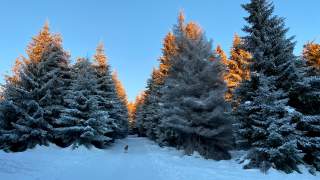Breiter Winterwanderweg führt in Wald, Hund läuft voraus