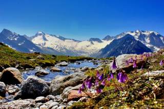 Blumen an Gebirgsbach mit Ausblick auf Gletscher